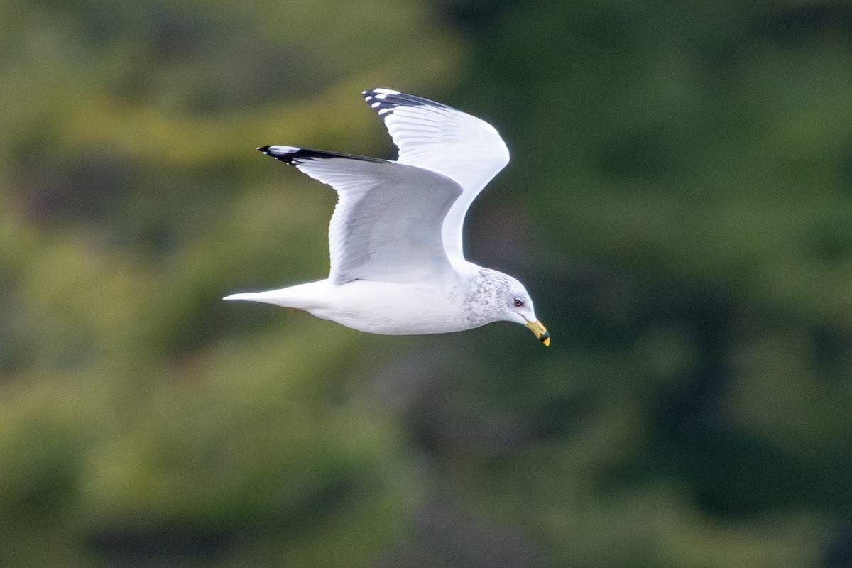 Ring-billed Gull - ML645667957