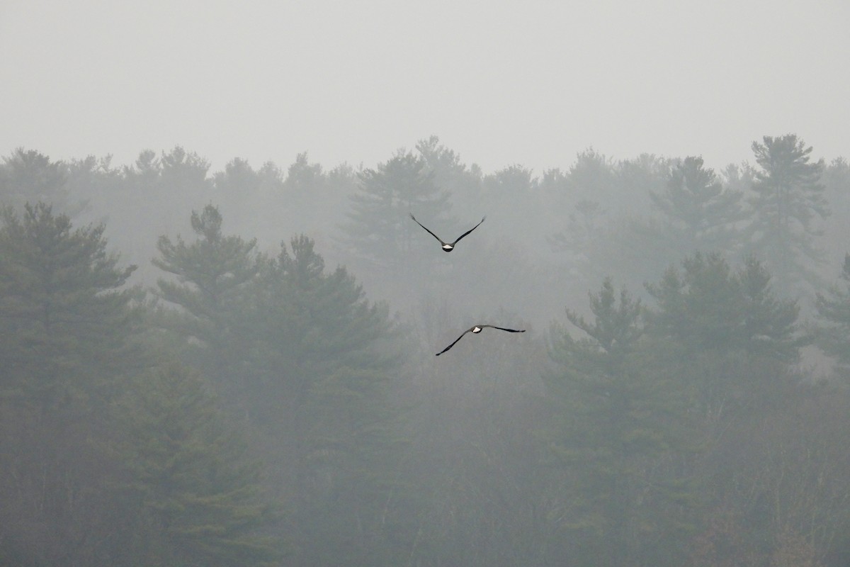 Bald Eagle - ML645667961