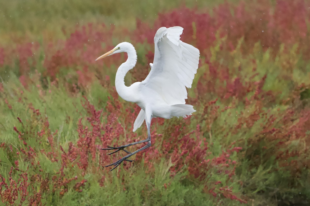 Great Egret - ML645667962
