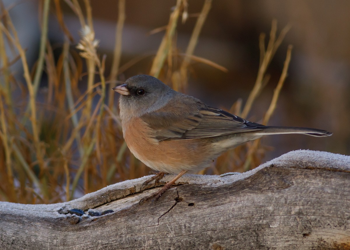 Dark-eyed Junco - ML645667965