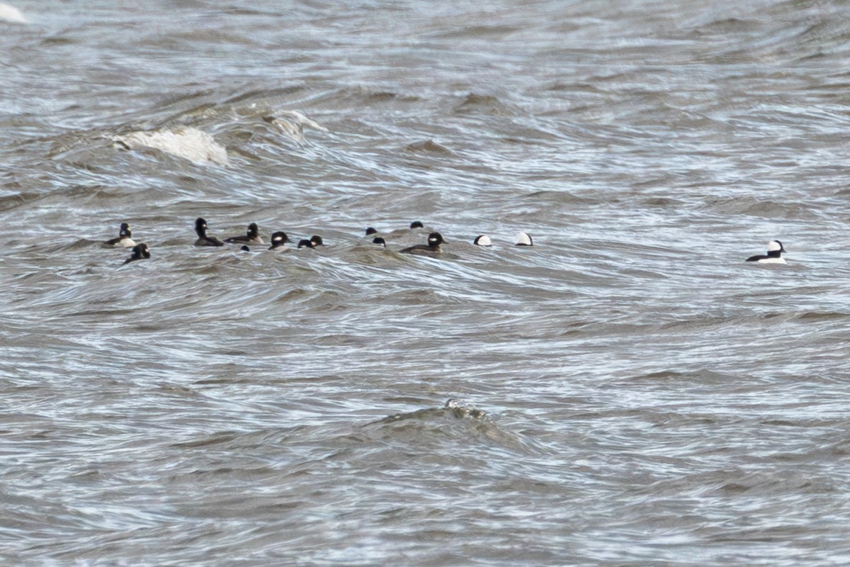 Bufflehead - ML645667974