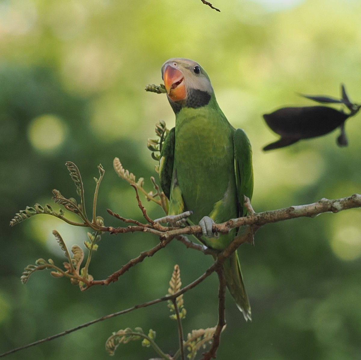 Red-breasted Parakeet - ML645667975