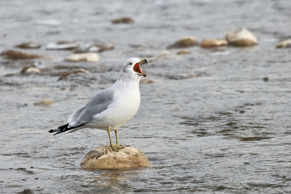 racek kroužkozobý - ML645667992