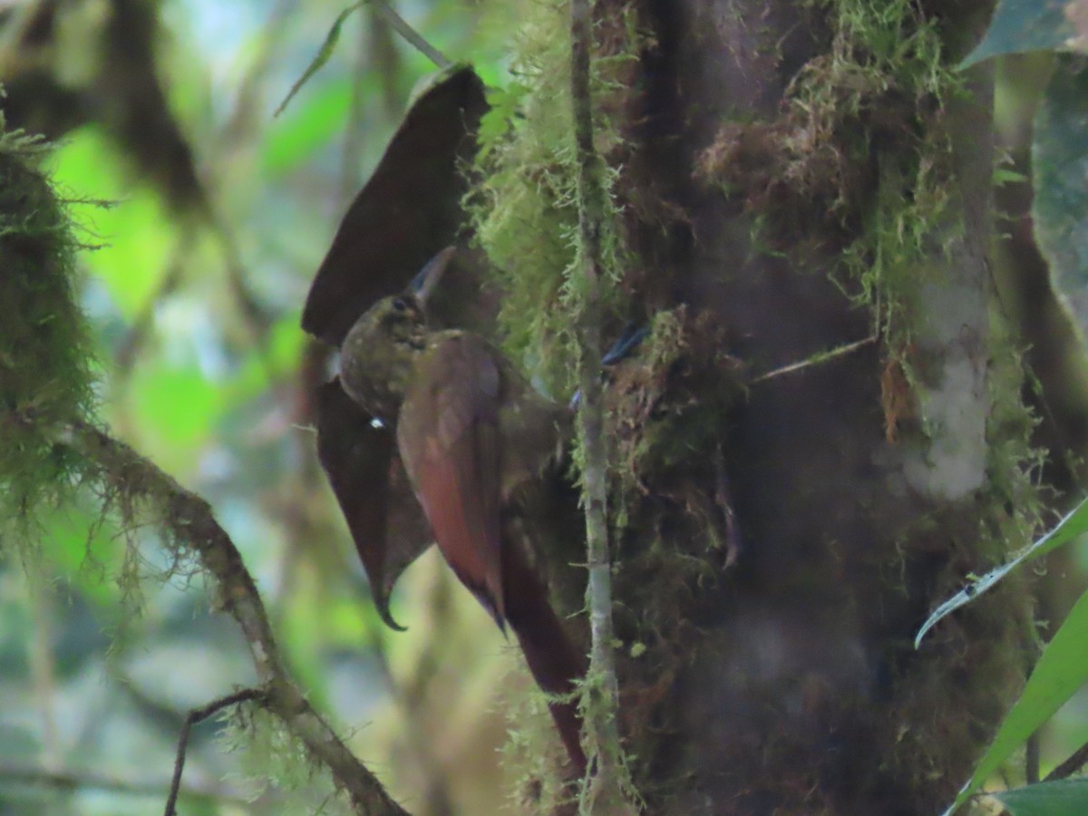 シロボシオニキバシリ - ML645667996