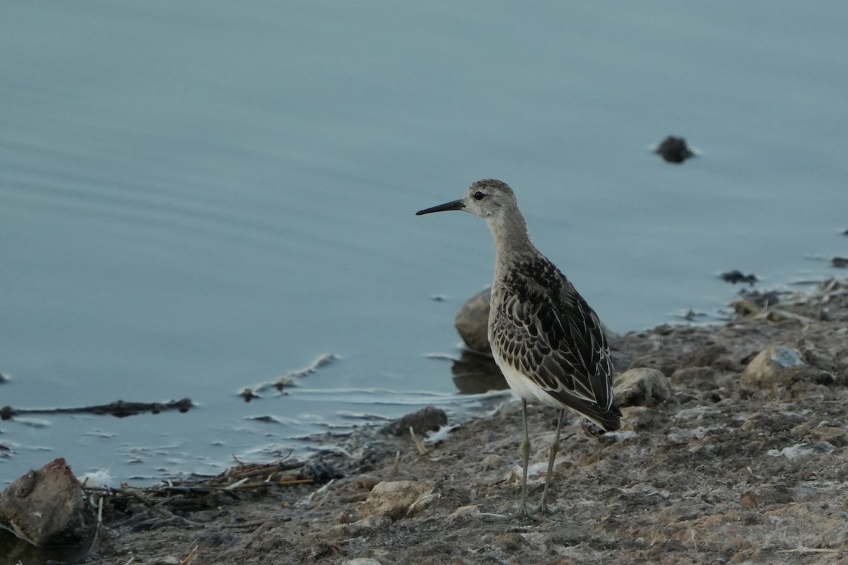 エリマキシギ - ML645667997