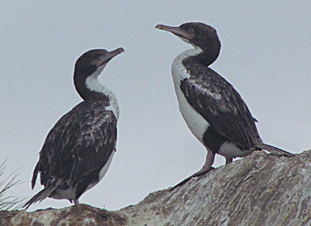 Warzenscharbe - ML645667998