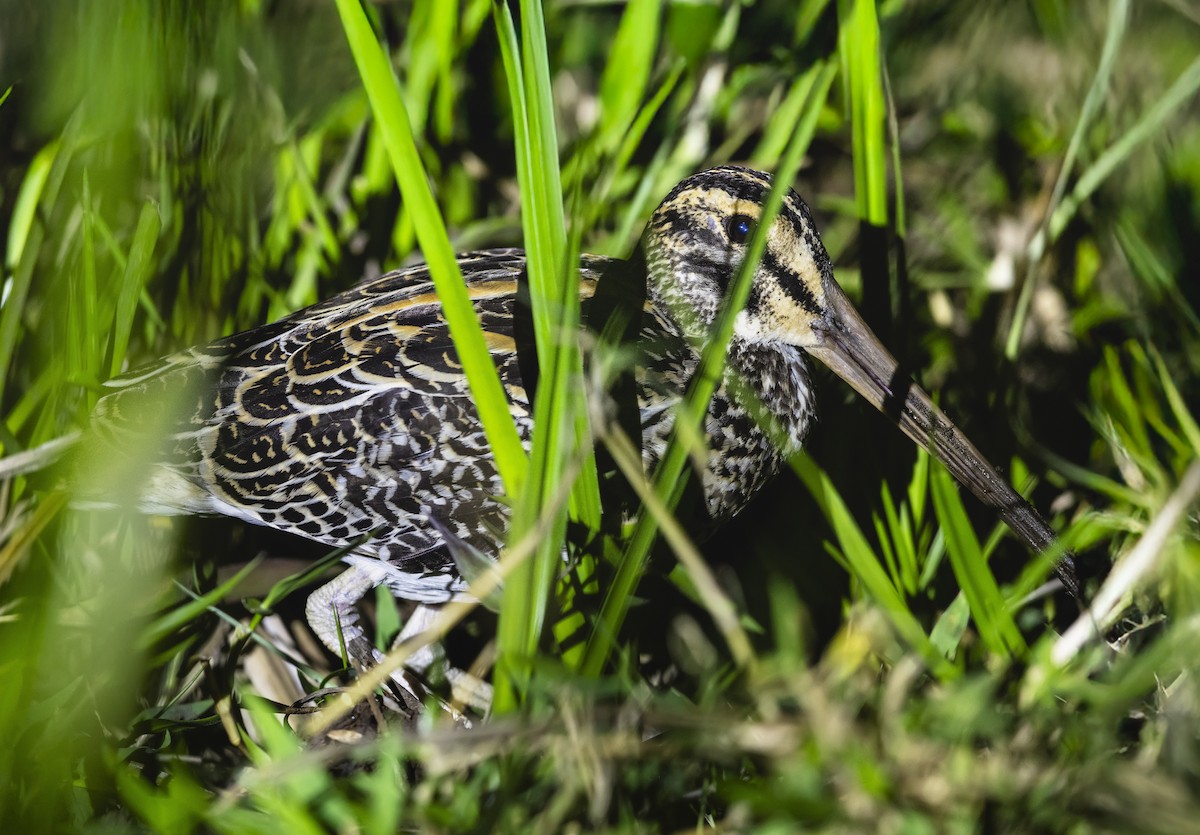 オニタシギ - ML645667999