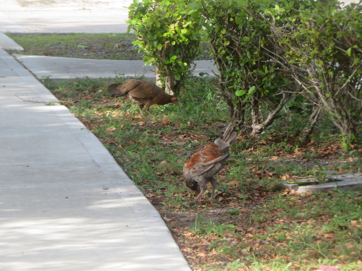 セキショクヤケイ - ML645668000