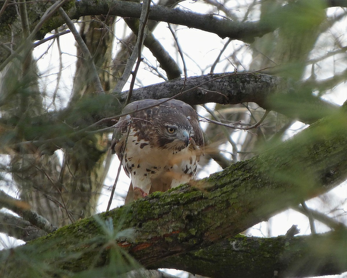 アカオノスリ - ML645668001