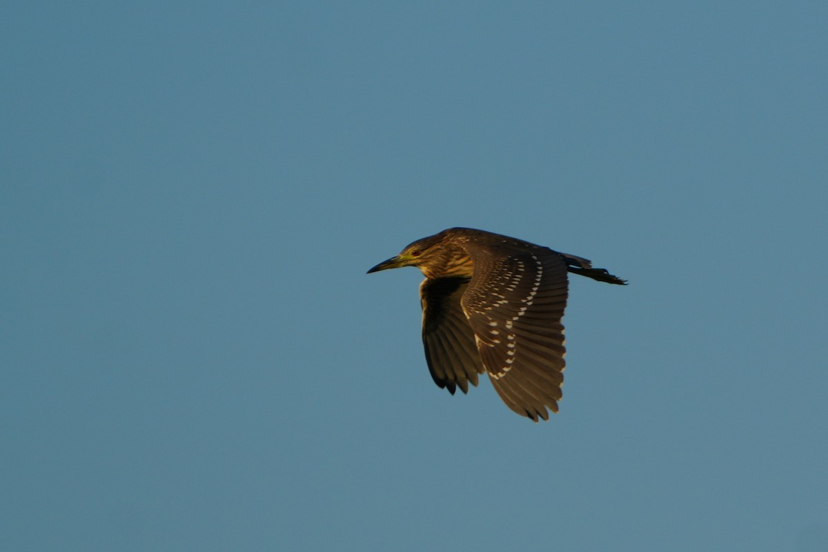 ゴイサギ - ML645668002