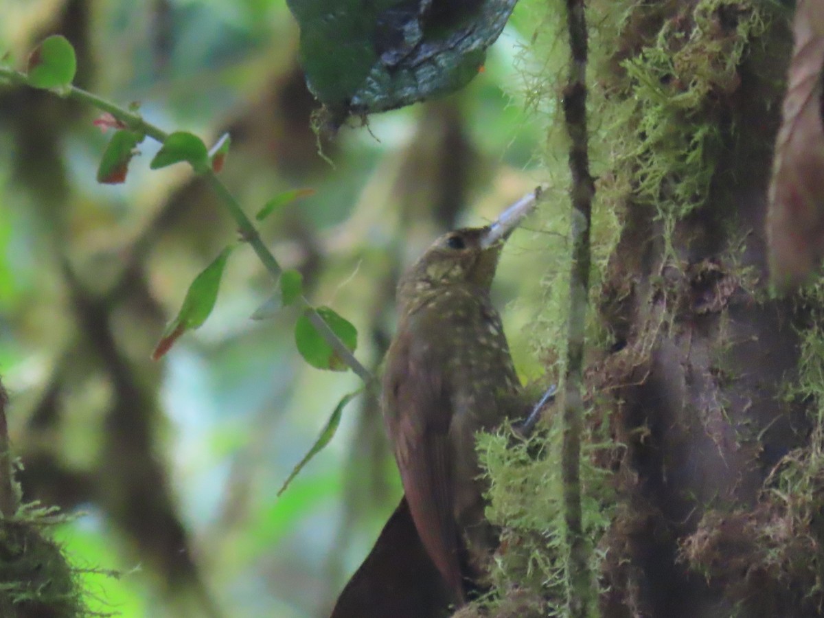 シロボシオニキバシリ - ML645668005