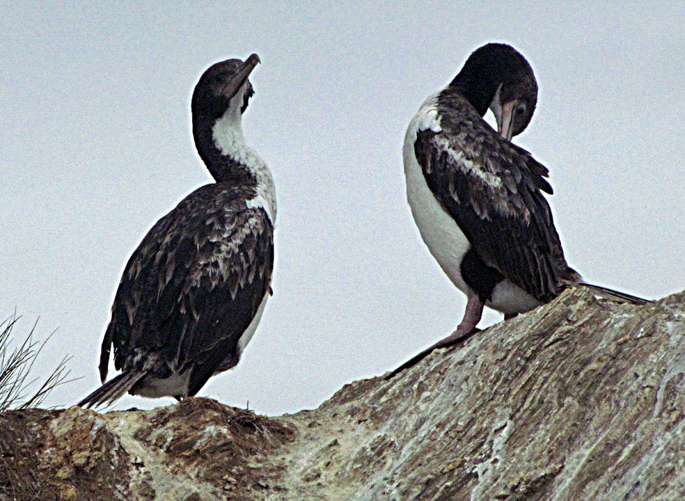 ノドジロムナオビウ - ML645668007