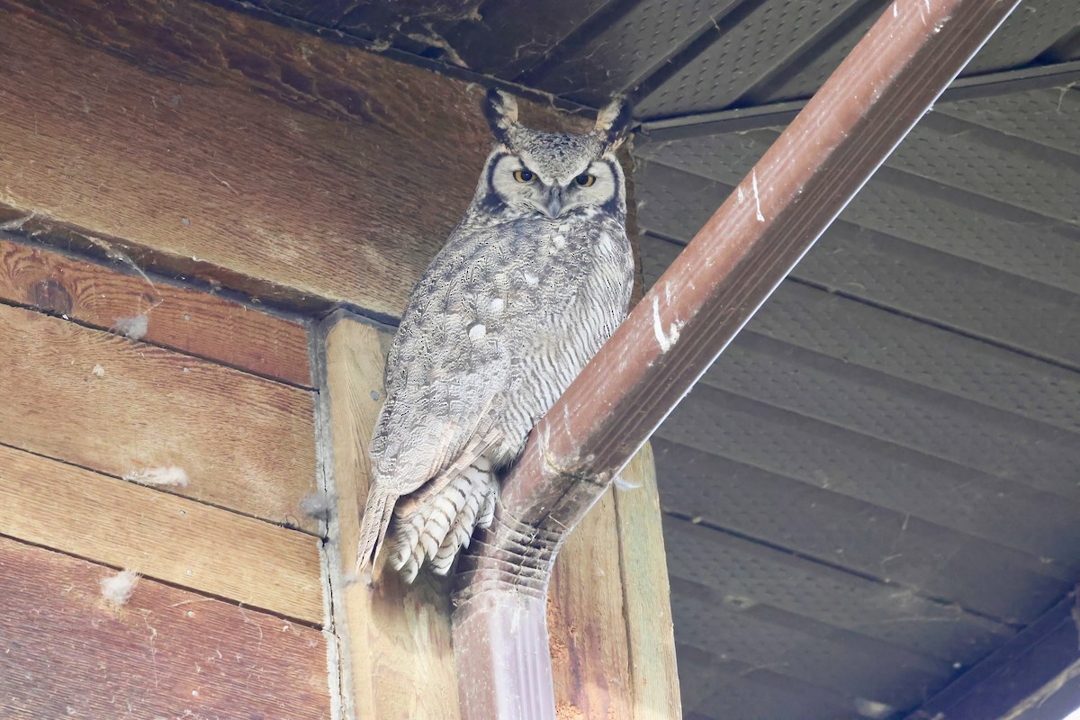 アメリカワシミミズク - ML645668010