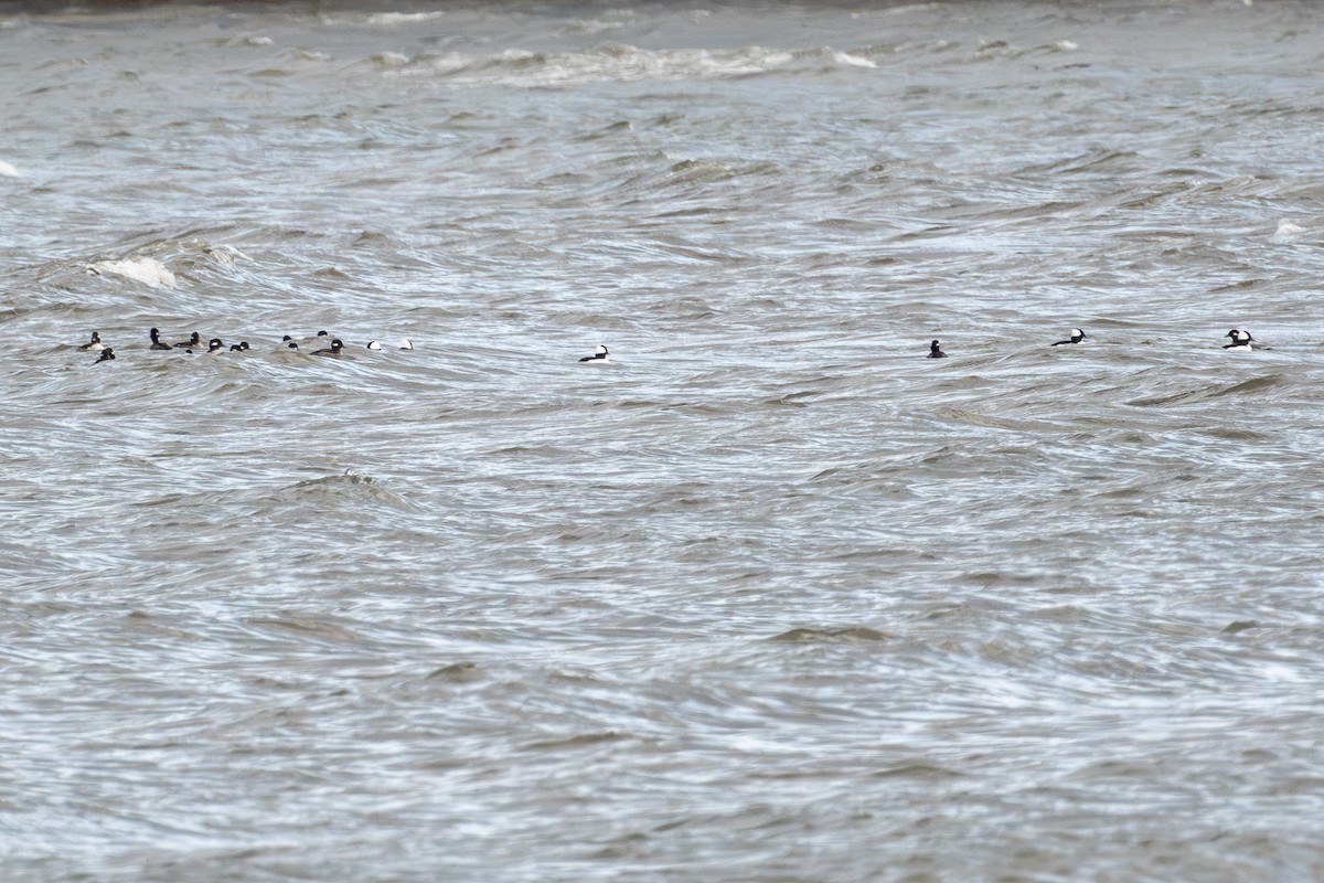 ヒメハジロ - ML645668011