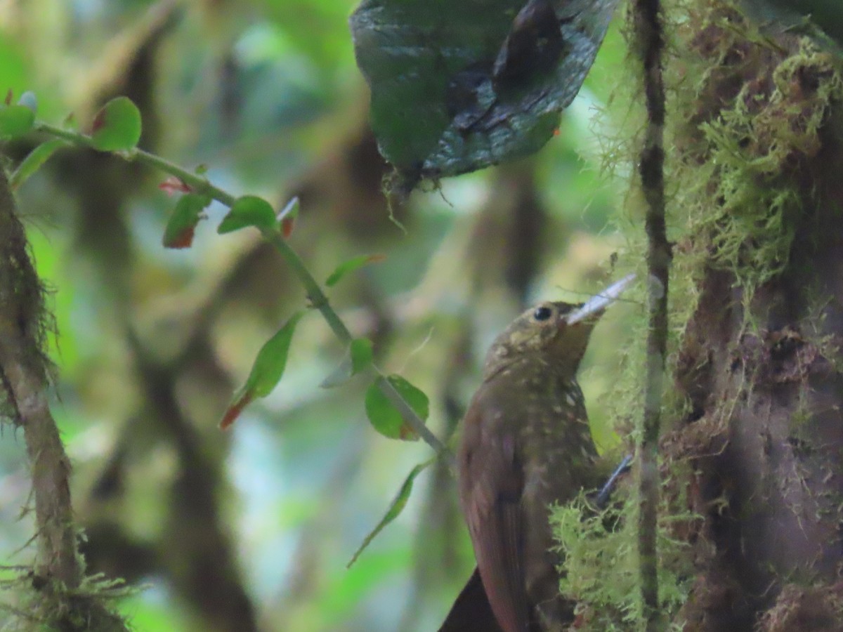 シロボシオニキバシリ - ML645668012