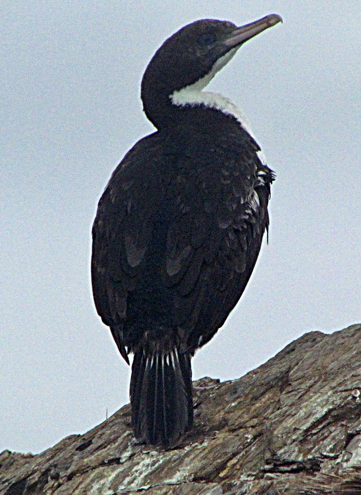 ノドジロムナオビウ - ML645668014