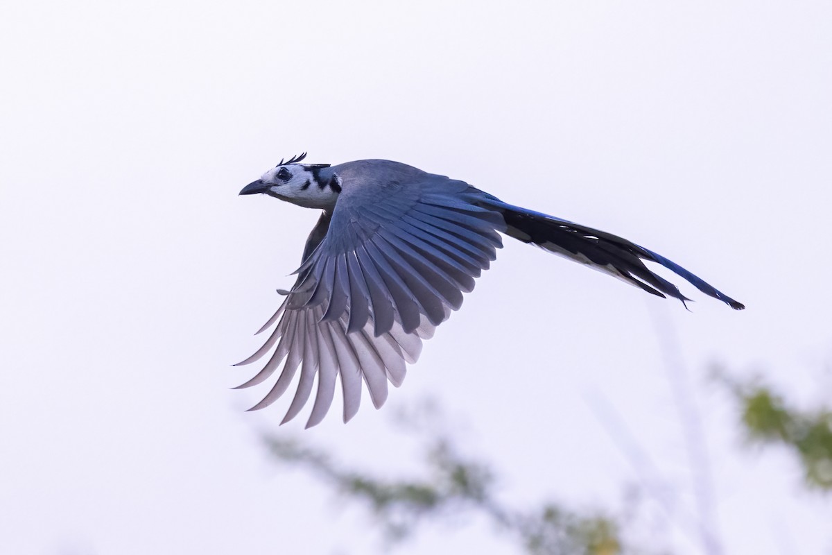 カンムリサンジャク - ML645668015