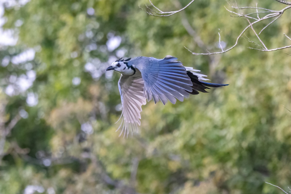 カンムリサンジャク - ML645668016