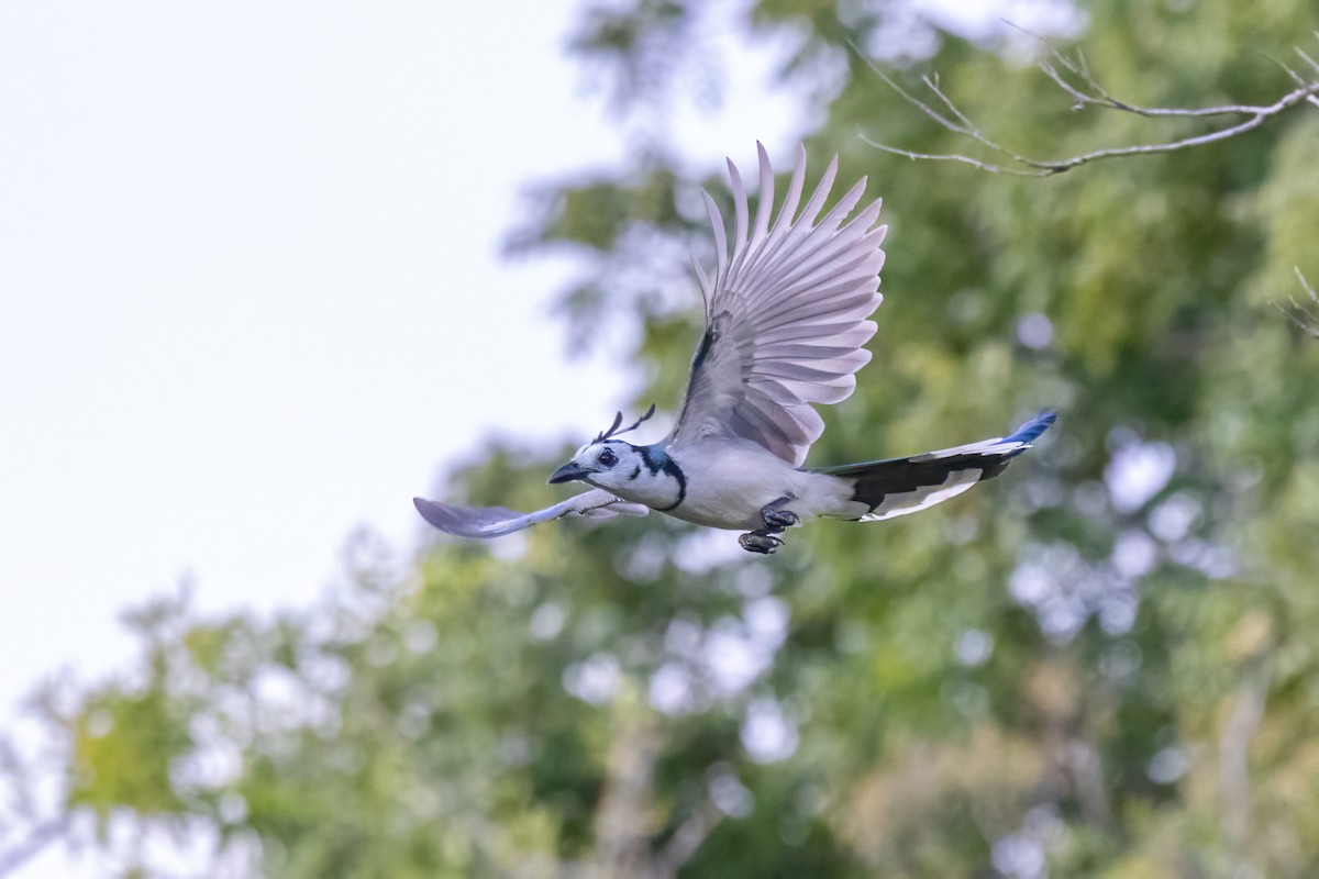 カンムリサンジャク - ML645668017