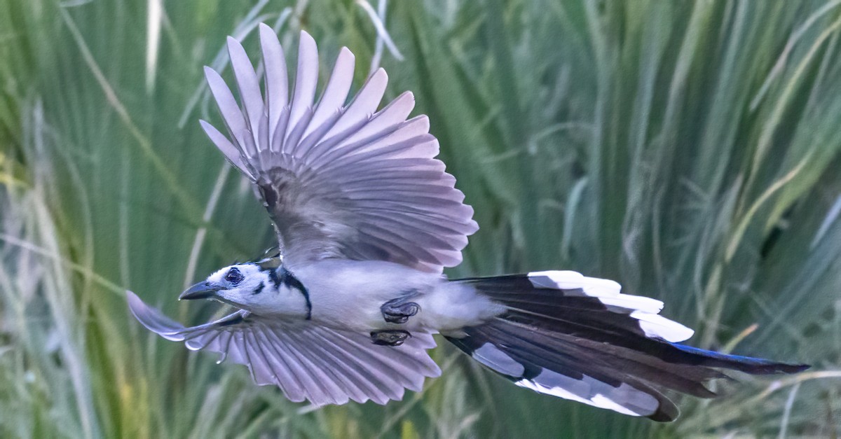 カンムリサンジャク - ML645668018