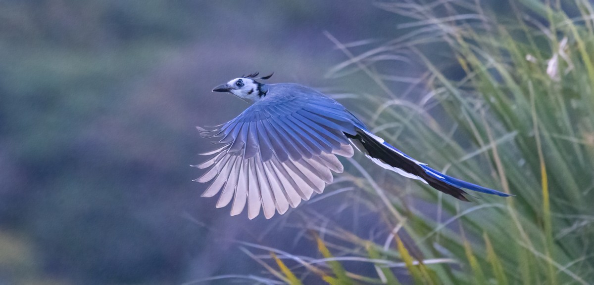 カンムリサンジャク - ML645668019