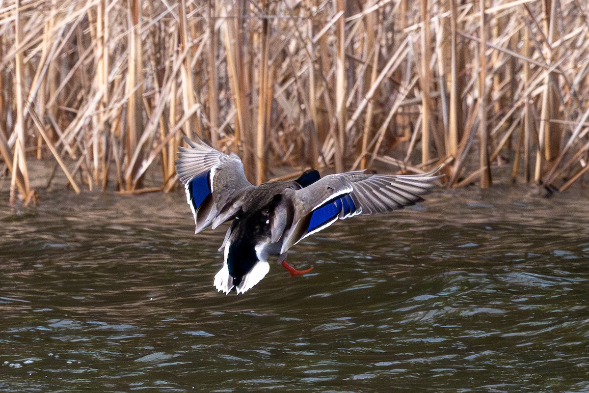 マガモ - ML645668020