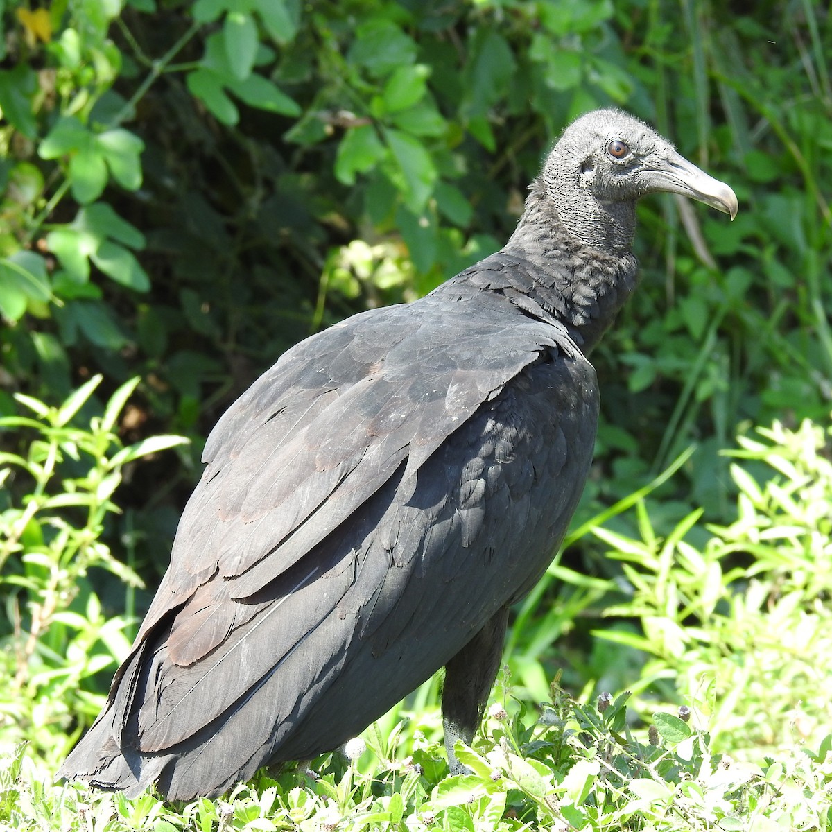 Black Vulture - ML645668022