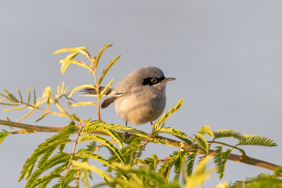 ミミグロブユムシクイ - ML645668023