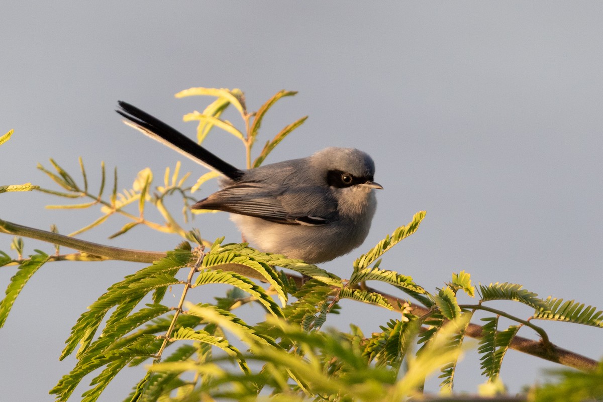 ミミグロブユムシクイ - ML645668024