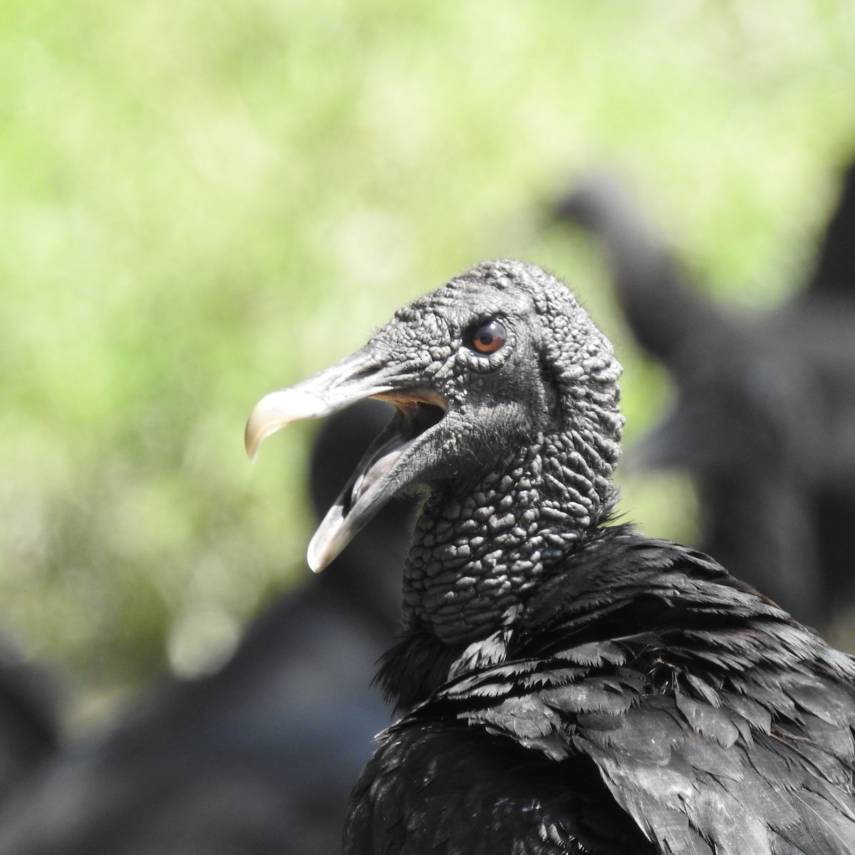 Black Vulture - ML645668027