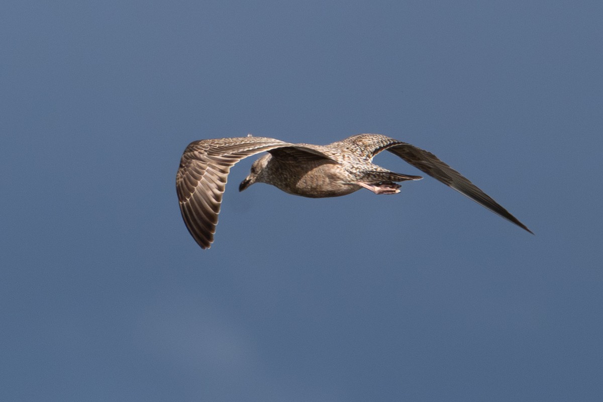 アメリカセグロカモメ - ML645668028