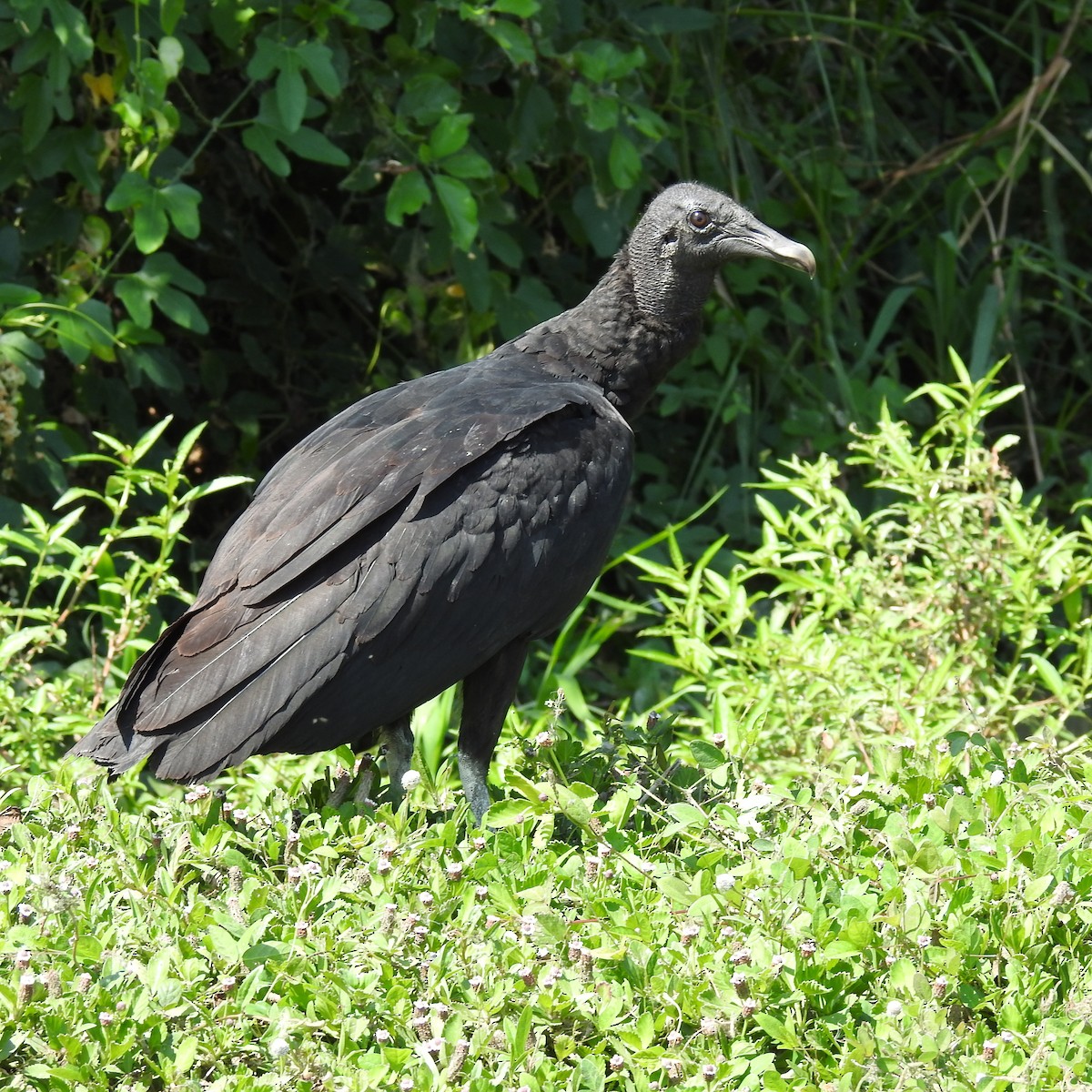 Black Vulture - ML645668031