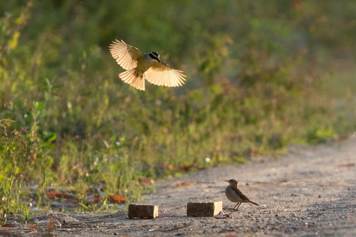 Great Kiskadee - ML645668032