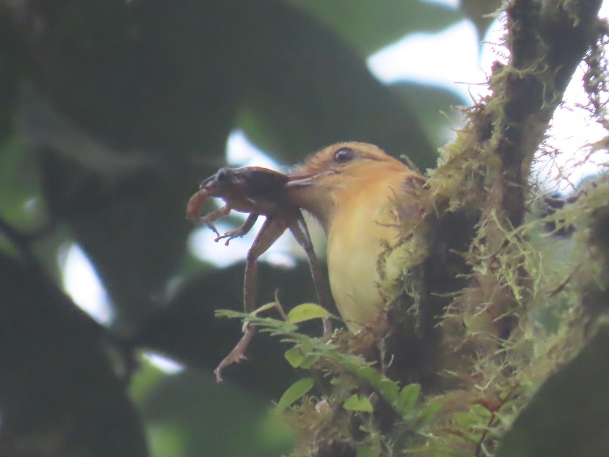 Ochraceous Attila - ML645668033