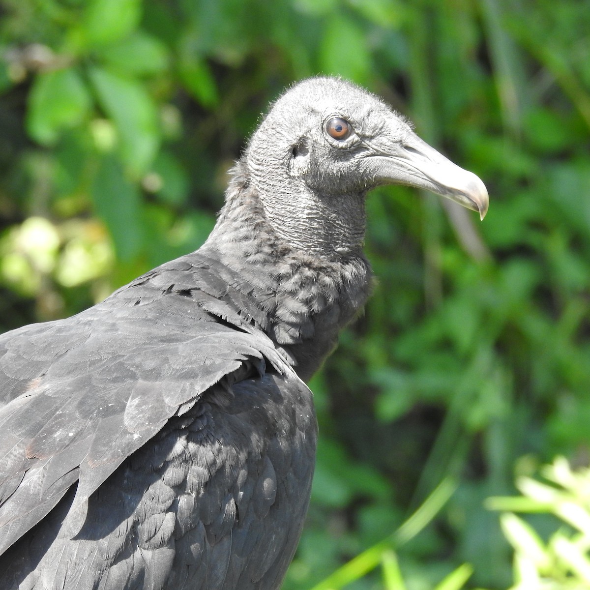 Black Vulture - ML645668035