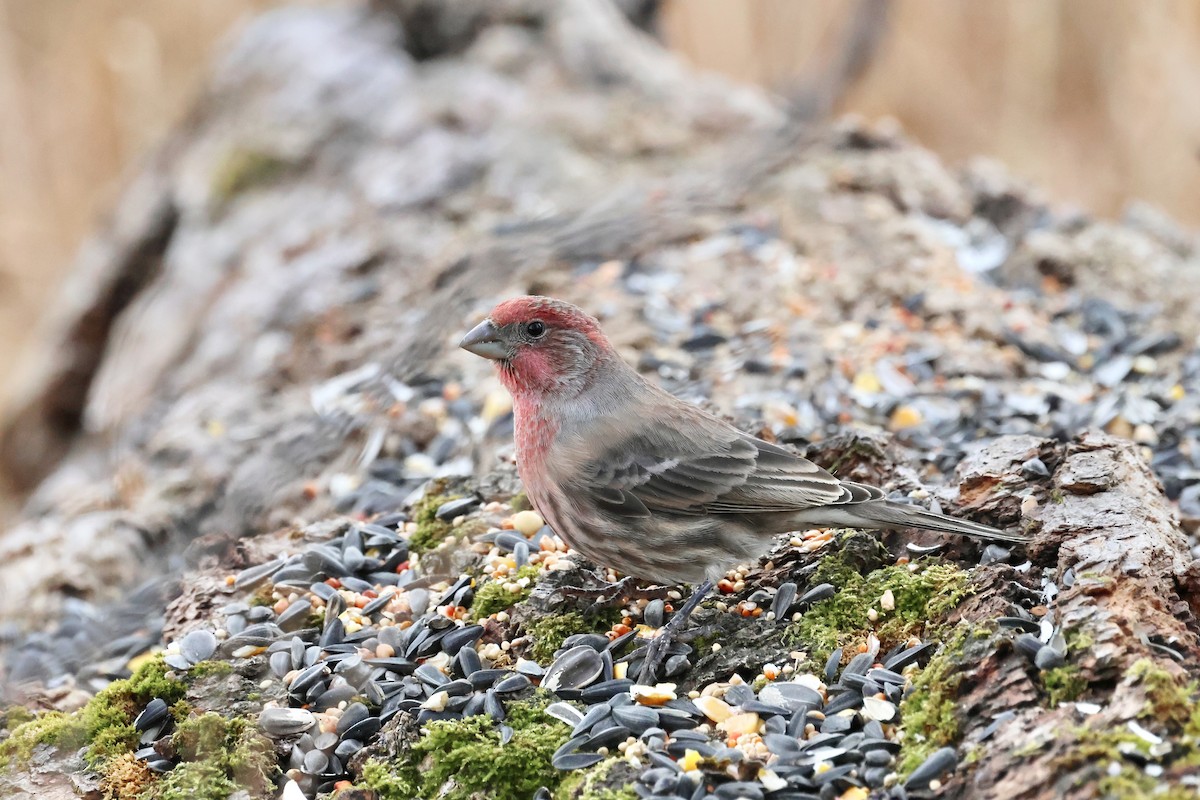 hýl rudoprsý - ML645668036