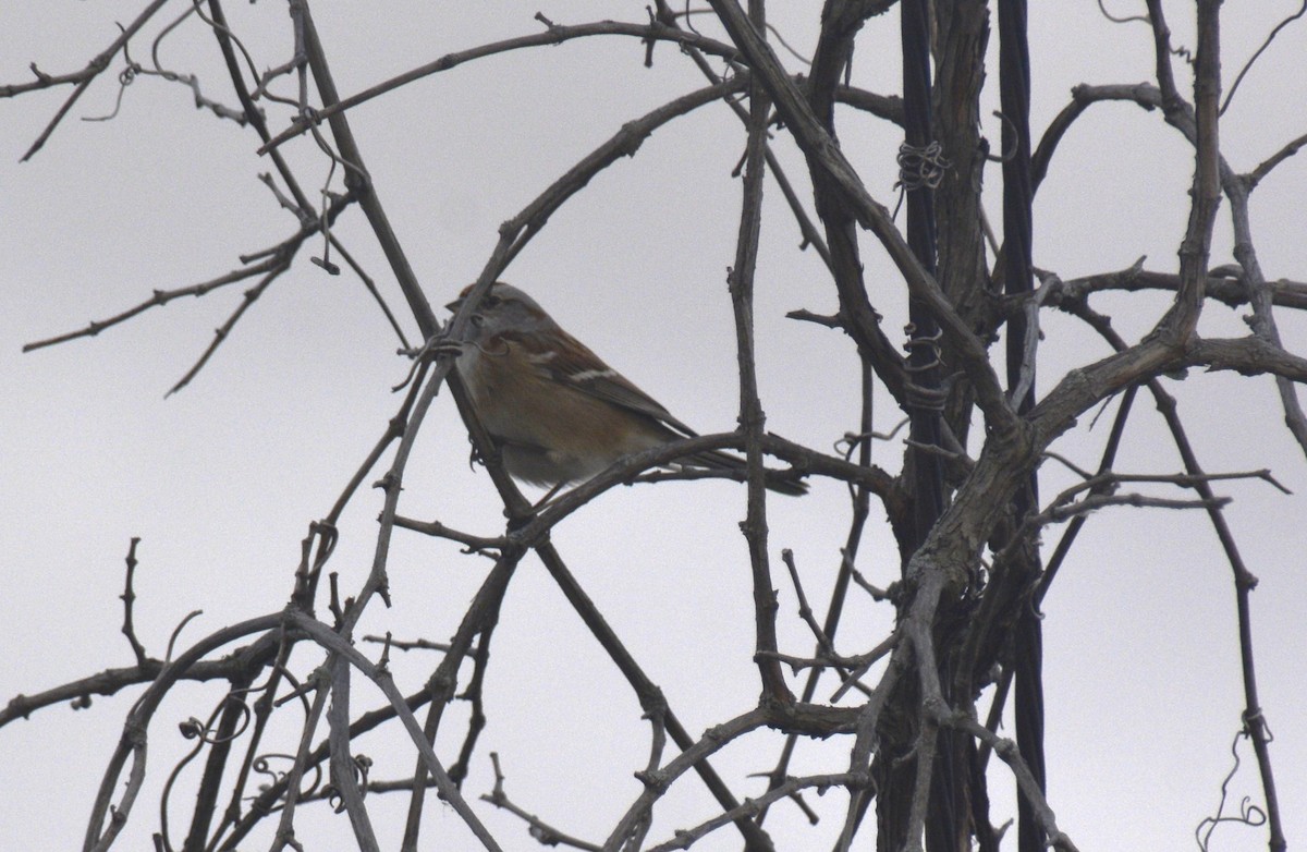 American Tree Sparrow - ML645668040