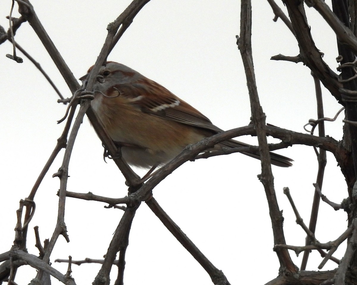 American Tree Sparrow - ML645668041