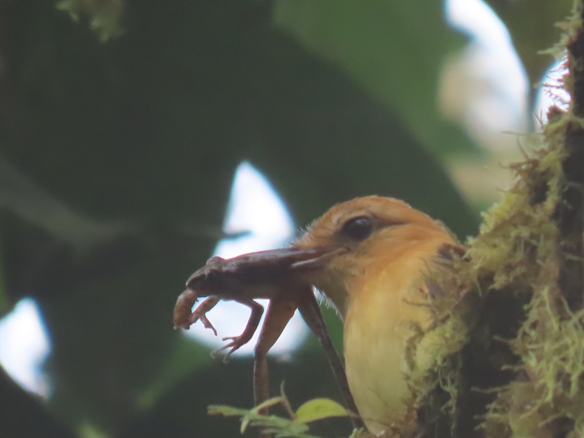 Ochraceous Attila - ML645668046