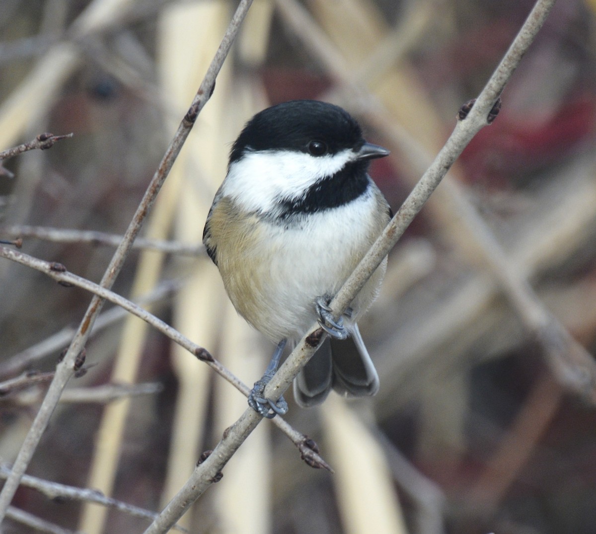Mésange à tête noire - ML645668049