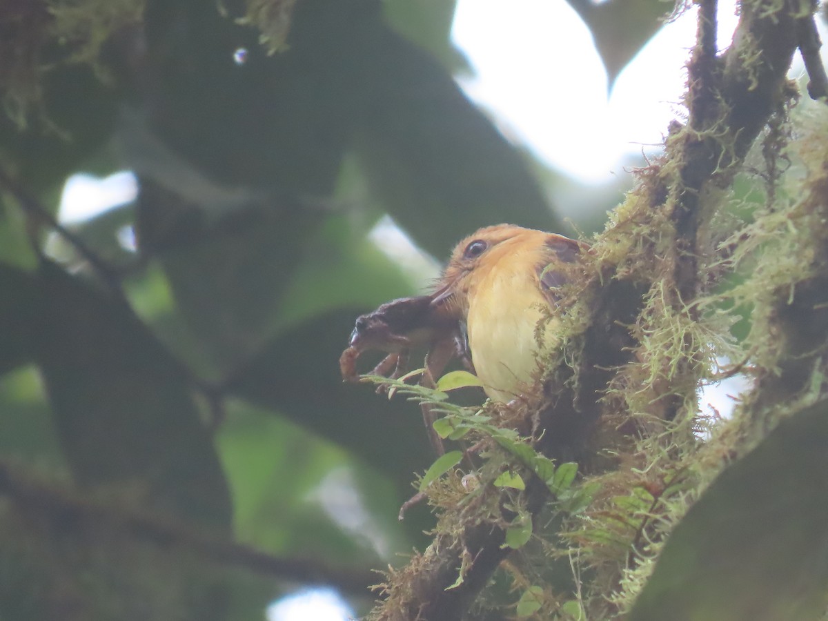 Ochraceous Attila - ML645668051