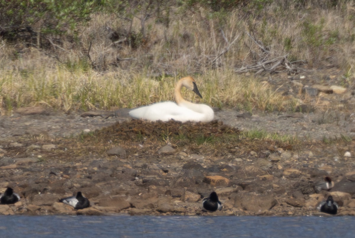 Cygne trompette - ML645668056