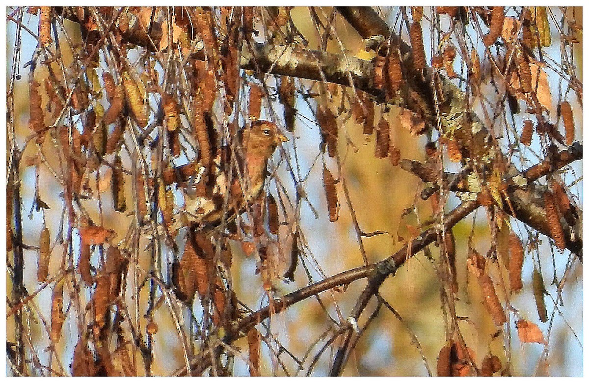 Pardillo Sizerín (alpino) - ML645668057