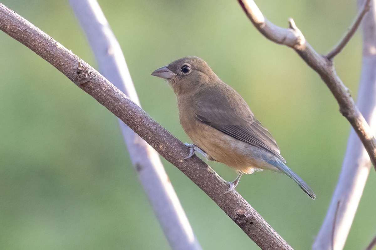 rosenbukspurv - ML645668059