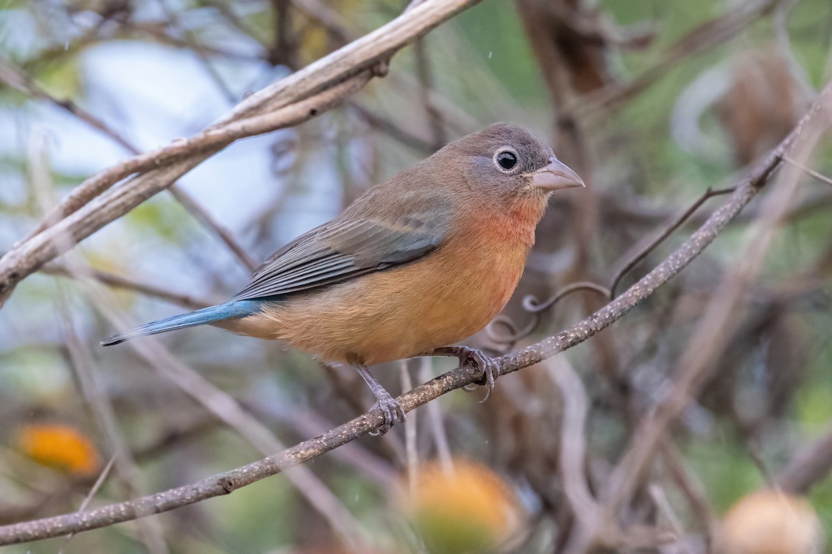 rosenbukspurv - ML645668066