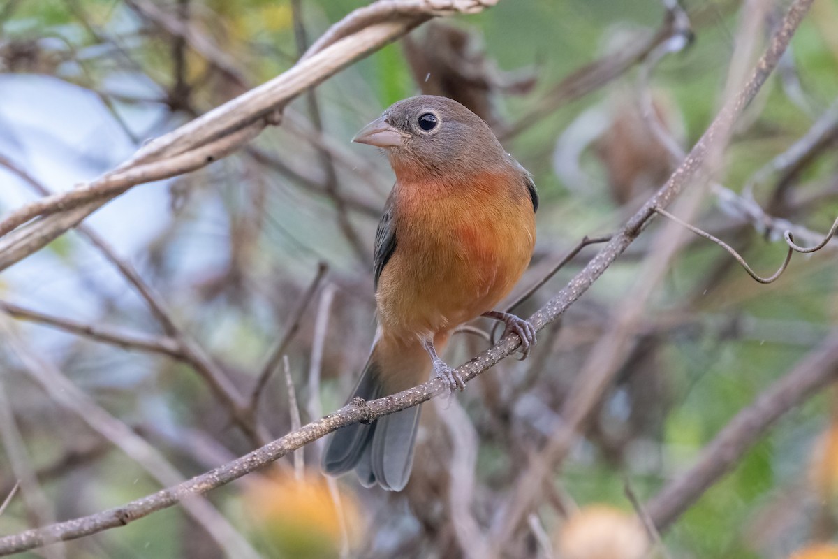 rosenbukspurv - ML645668069