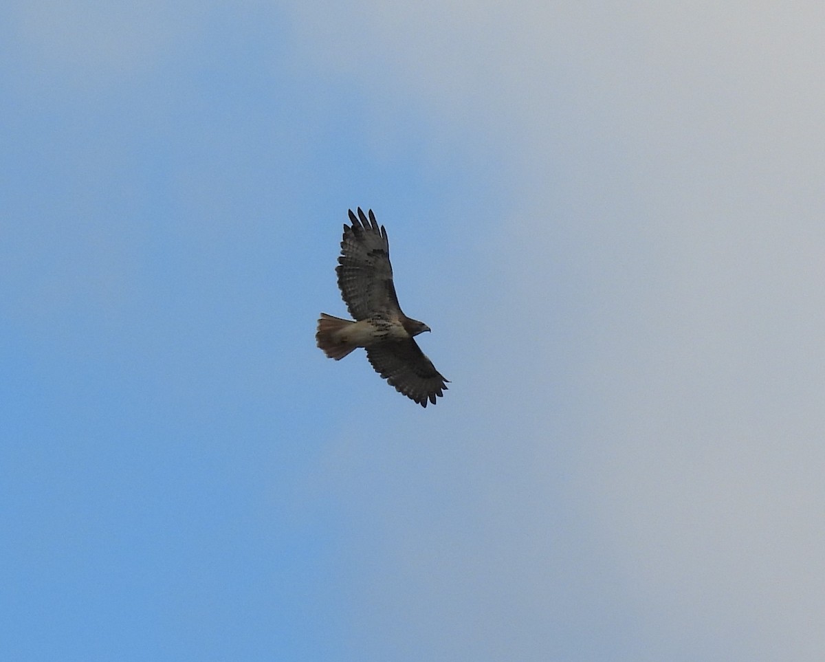 Red-tailed Hawk - ML645668073