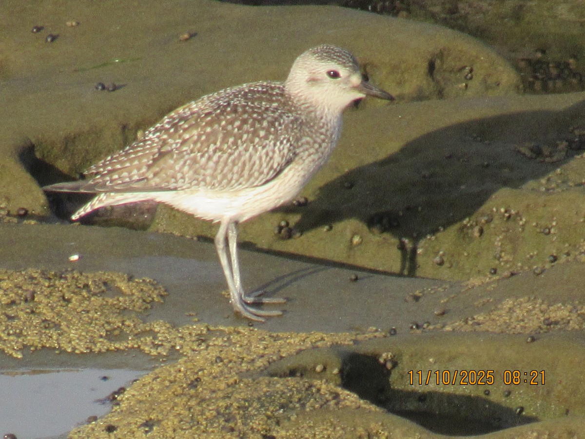 Black-bellied Plover - ML645668078
