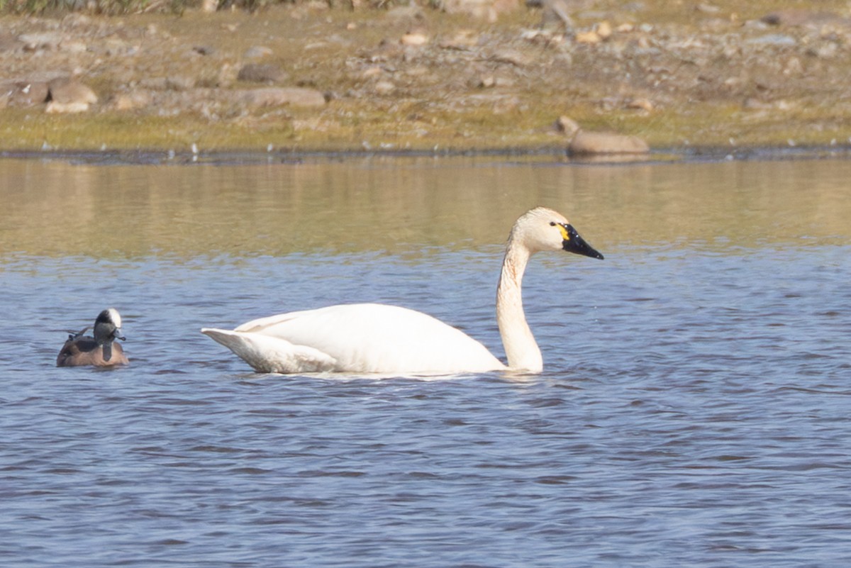 Tundra Swan - ML645668083