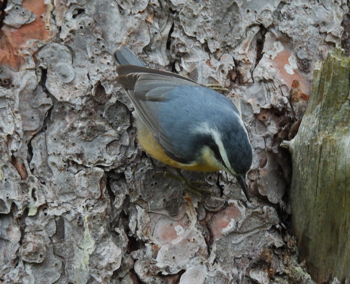 Red-breasted Nuthatch - ML645668090